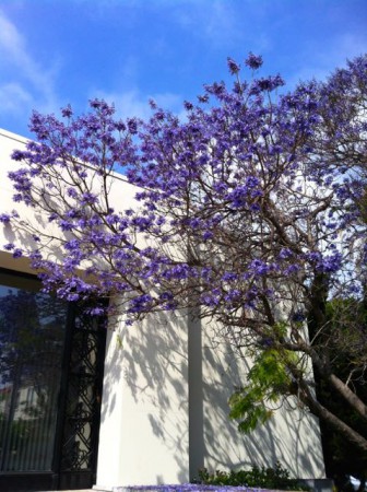 jacaranda1