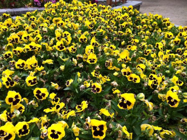 yellowflowergarden