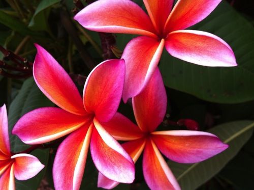 plumeria2011.jpg
