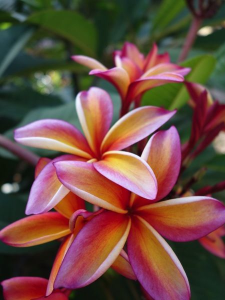 神秘なる自然が創りあげたアートのようなプルメリアの花。ココヘッドクレーターで堪能してきました