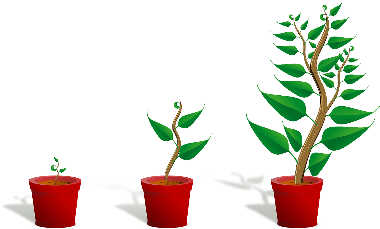 sapling-154734_1280