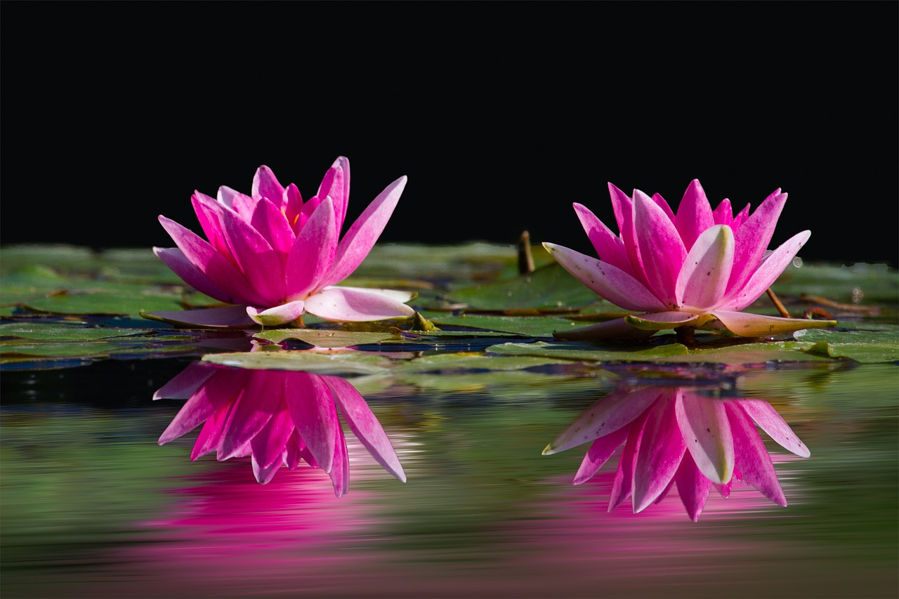 water-lilies-481984_1280